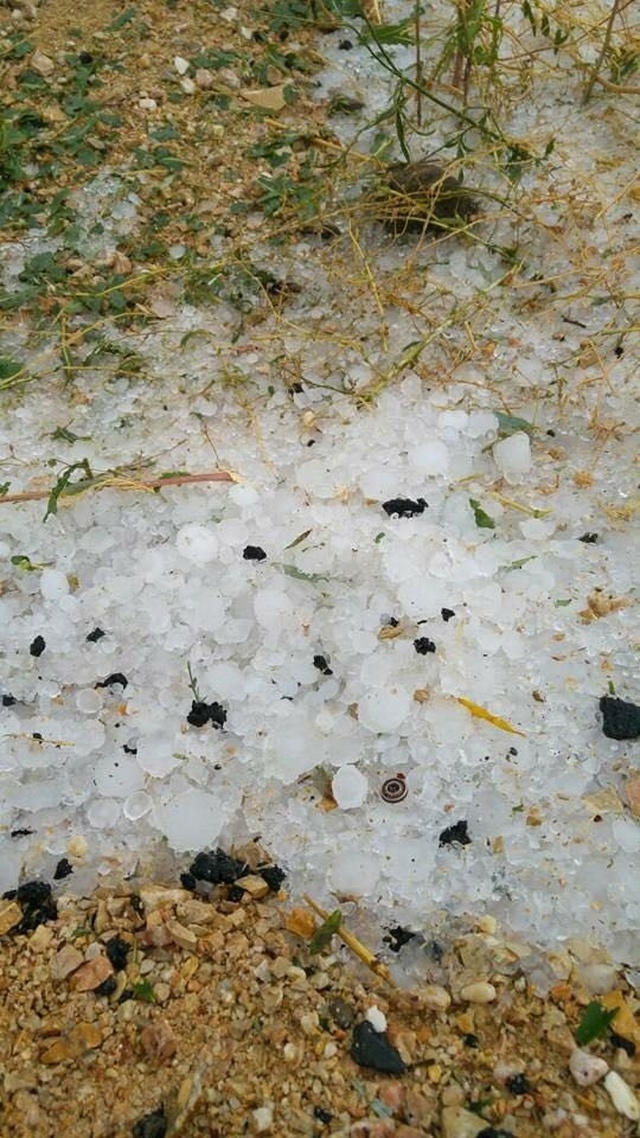 Bursa'da Şiddetli Yağan Dolu Yüzlerce Kuşu Telef Etti