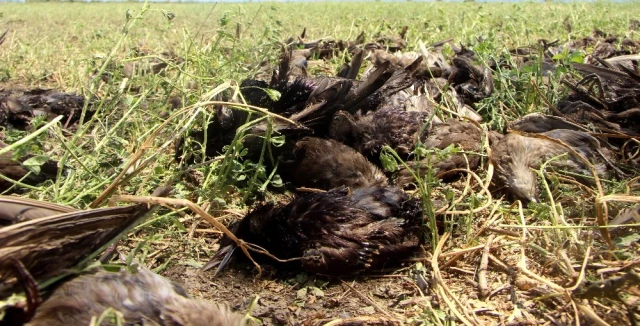 Bursa'da Şiddetli Yağan Dolu Yüzlerce Kuşu Telef Etti