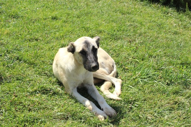 Evinden Markete Gitmek İçin Çıkan Genç Kız Köpeklerin Saldırısına Uğradı