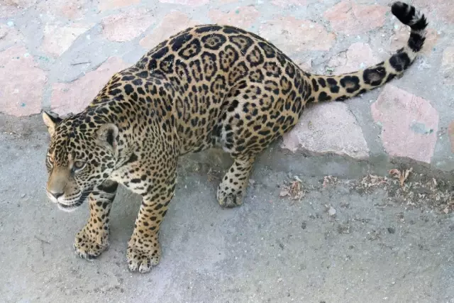 Benekli Jaguar Hasret İçin Afrika'dan Sonra Güney Amerika'da Eş Aranıyor