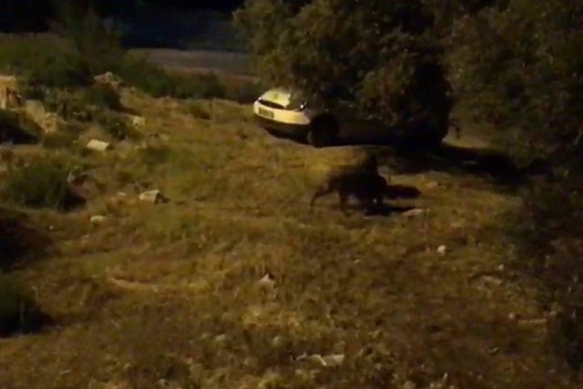 Kuşadası'nda Aç Kalan 6 Yaban Domuzu Şehre İndi