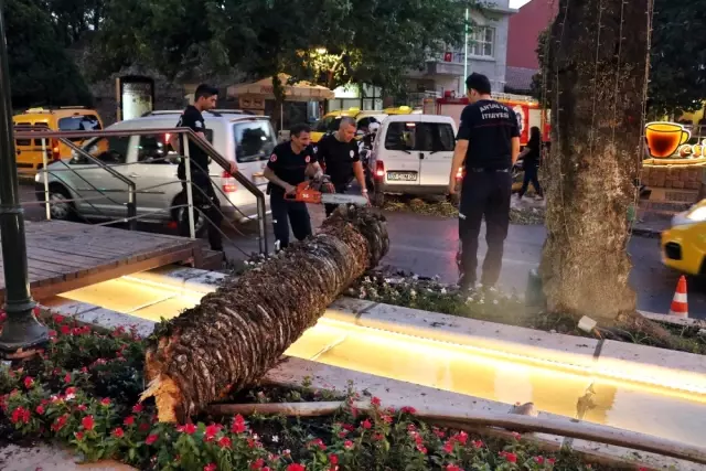 Sosyal Medyadan Uyarmıştı, 3 Saat Sonra Ağaç Otomobilin Üstüne Devrildi