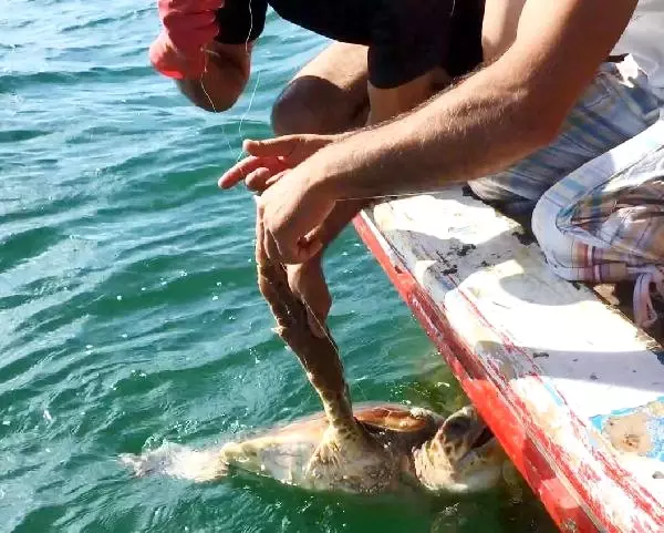 Caretta Carettayı Misina ile Dubaya Bağlayıp Ölüme Terk Ettiler