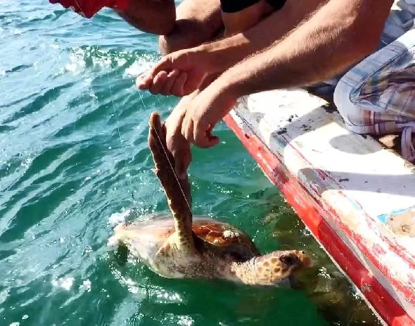 Caretta Carettayı Misina ile Dubaya Bağlayıp Ölüme Terk Ettiler