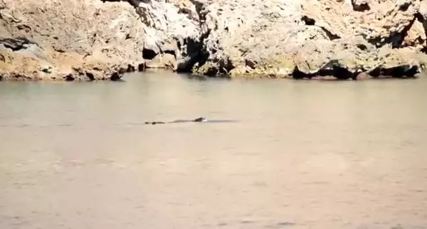 Akdeniz Foku, Antalya Açıklarında Beslenirken Görüntülendi