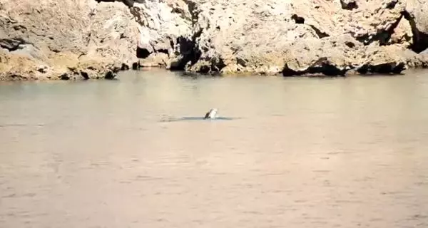 Akdeniz Foku, Antalya Açıklarında Beslenirken Görüntülendi