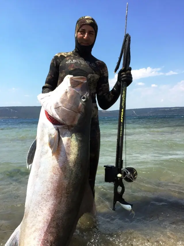 2 Metre Boyundaki 68 Kiloluk Akya Balığını Zıpkınla Avladı