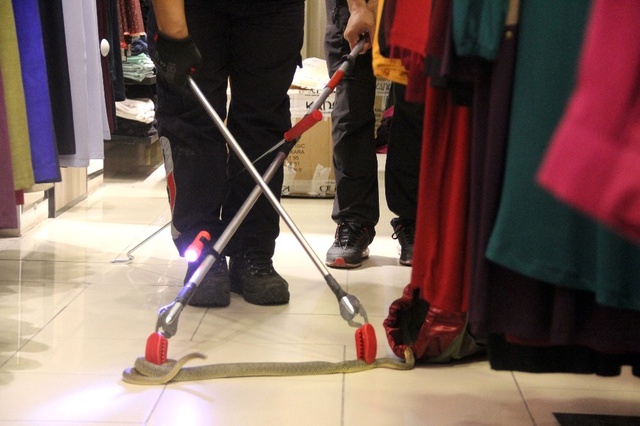 Mağazaya Gelen Elbise Kolisinden Yılan Çıktı