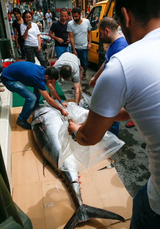Balıkçılar İzmir'de 2 Metrelik Orkinos Yakaladı