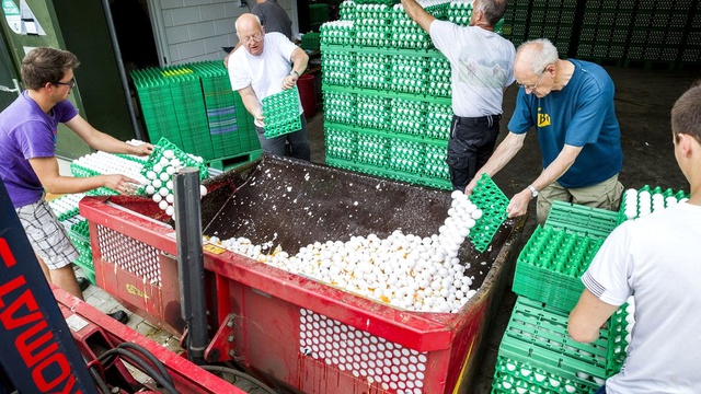 Zehirli Yumurta Salgını Avrupa'ya Yayıldı