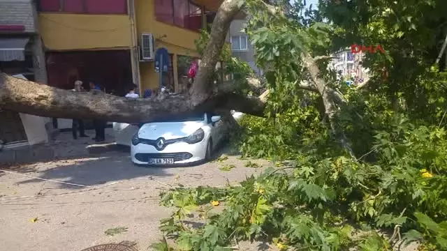 Asırlık Çınar Otomobilin Üzerine Devrildi: 2 Yaralı