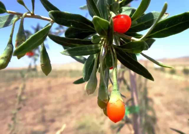 Mutluluk Meyvesi Goji Berry Van'da Üretildi