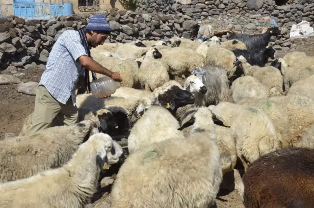 Çobanlık Yaparken Çalıştı, İlahiyat Fakültesini Kazandı