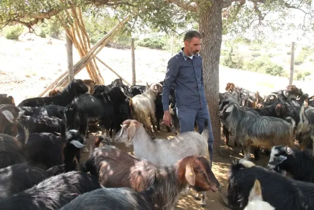 Elazığ'da Demir Yolundan Geçen Sürüye Tren Çarptı, 90 Keçi Telef Oldu