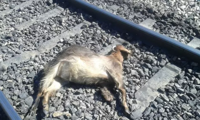 Elazığ'da Demir Yolundan Geçen Sürüye Tren Çarptı, 90 Keçi Telef Oldu