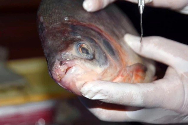 Kızılırmak'taki Balık Pirana Değil Pacu Çıktı