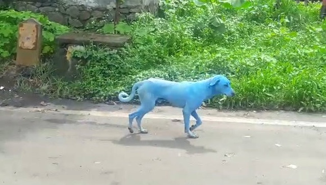 Köpeklerin Rengi Mavileşiyor!