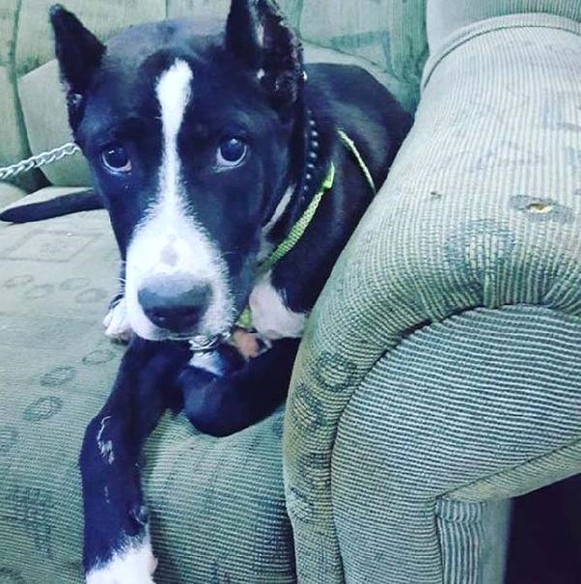 Köpeği, Demir Parmaklıkların Arasından Çekip Çaldı