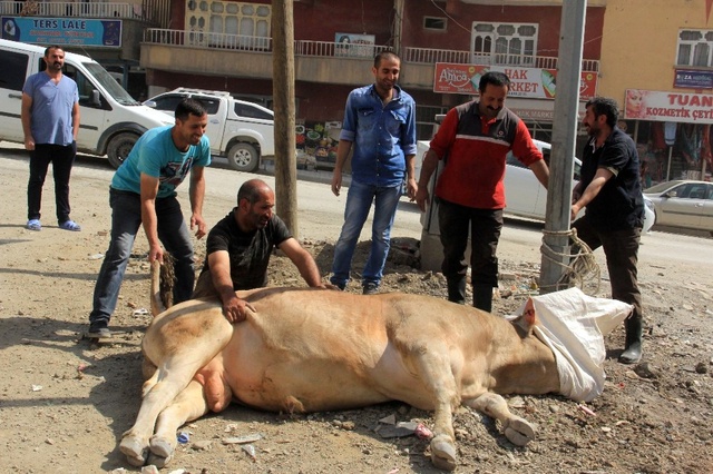 Hakkari'de Mezbahadan Kaçan Boğa Ortalığı Birbirine Kattı