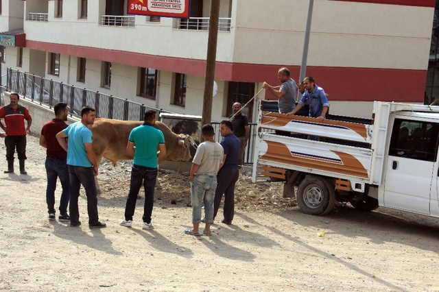Hakkari'de Mezbahadan Kaçan Boğa Ortalığı Birbirine Kattı