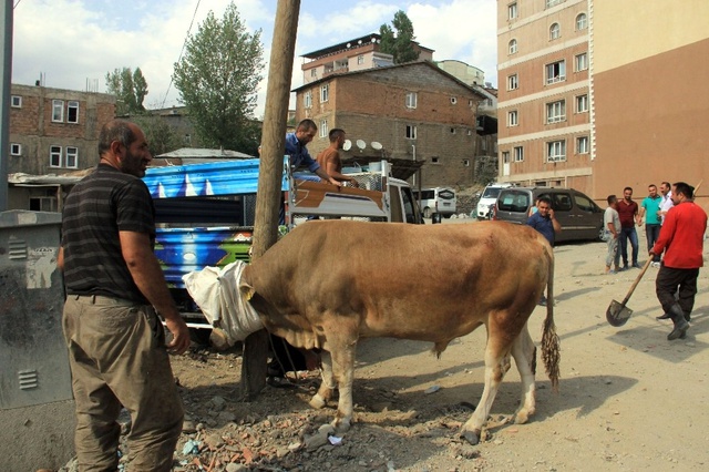 Hakkari'de Mezbahadan Kaçan Boğa Ortalığı Birbirine Kattı