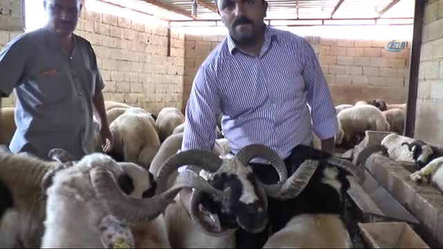 4 Boynuzlu Koyun Otomobil Fiyatında