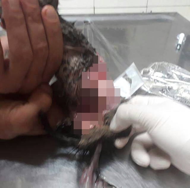 Antalya'da Korkunç Olay: Kedinin Derisini Yüzmüşler