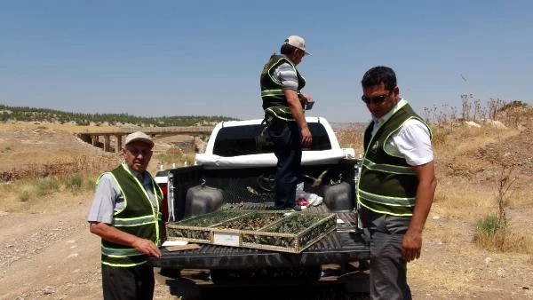 Öncüpınar Sınır Kapısı'nda, Suriye'ye Götürülmek İstenen 2 Bin Saka Kuşu Ele Geçirildi
