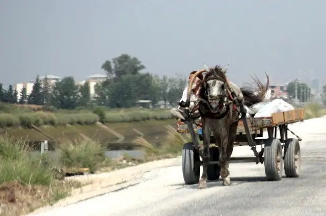 At ve Eşekleri Kesip Sulama Kanalına Atmışlar