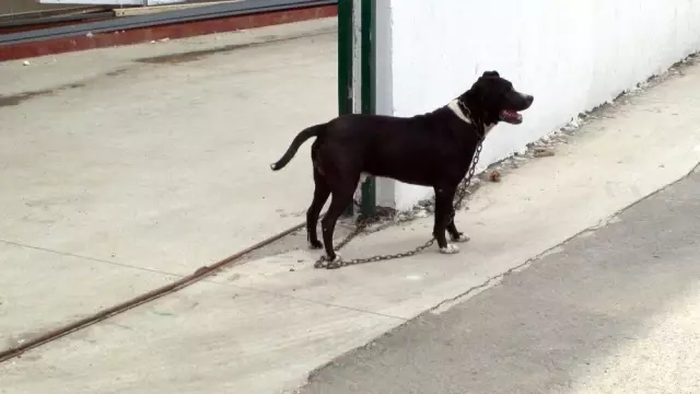 Kahraman Bekçi Köpeği Botti, Yarım Milyonluk Eti Çalınmaktan Kurtardı