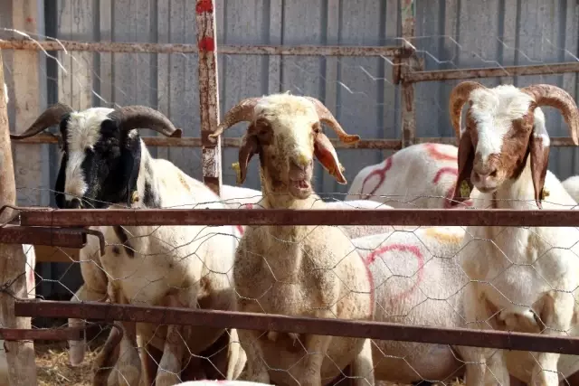 Adana'da Aşırı Sıcaktan Bunalan Kurbanlıklar Vantilatörle Serinliyor