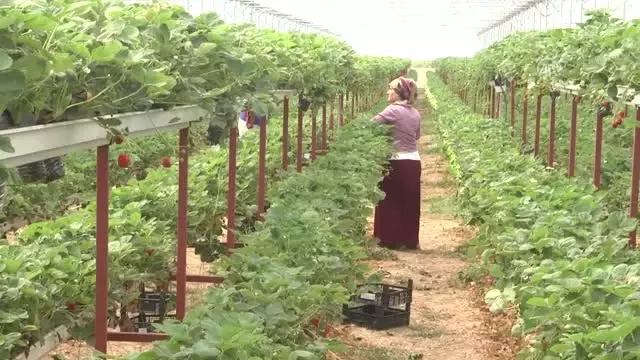 Diş Hekimliğini Bıraktı, Topraksız Tarım ile 20 Ton Çilek Üretti