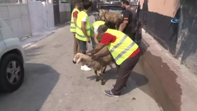 Babasını 3 Yıl Önce Kaybeden 9 Yaşındaki Minik Kızın Kurban Sevinci