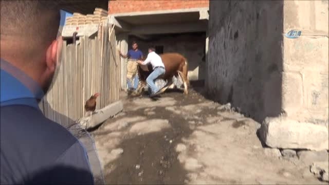 1 Tonluk Kurbanlık Dana Köyü Birbirine Kattı: 2 Yaralı