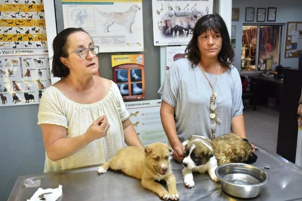 Marmaris'te Üç Yavru Köpeğe İşkence Yapan Asker, Gözaltına Alındı