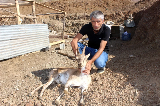 Adıyamanlı Çoban, Yaralı Dağ Keçisini 17 Km Sırtında Taşıdı, Evinde Bakıma Aldı