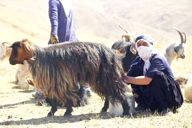 Berivanlar Her Gün 3 Bin Rakıma Tırmanıyor