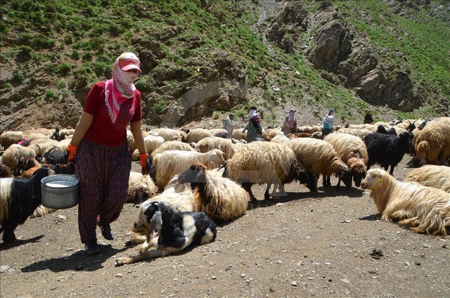 Berivanlar Her Gün 3 Bin Rakıma Tırmanıyor