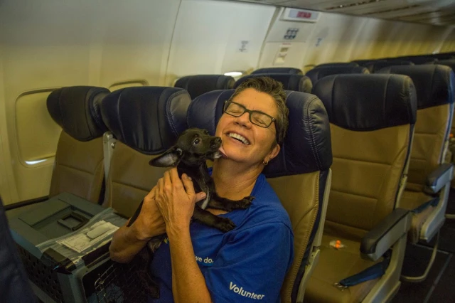 Uçak Bu Sefer Hayvanlar İçin Havalandı: 64 Öksüz Kedi ve Köpek Kurtarıldı