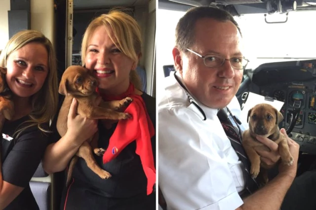 Uçak Bu Sefer Hayvanlar İçin Havalandı: 64 Öksüz Kedi ve Köpek Kurtarıldı