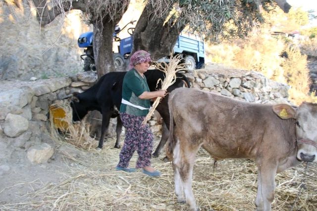 Muğla'daki Yangında Evi Yanan Kadın, Küle Dönen Yuvasını Terk Etmiyor