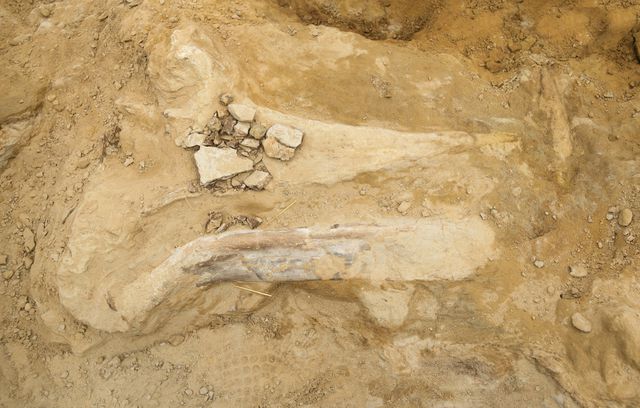 Üç Boynuzlu Dinozorun İskeleti Bulundu! En Az 66 Milyon Yıl Öncesine Ait