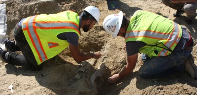 Üç Boynuzlu Dinozorun İskeleti Bulundu! En Az 66 Milyon Yıl Öncesine Ait