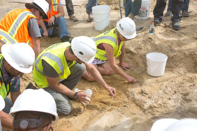 Üç Boynuzlu Dinozorun İskeleti Bulundu! En Az 66 Milyon Yıl Öncesine Ait
