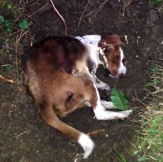 Köpeği Öldürülen 80 Yaşındaki Hacer Nine: Beni Köpeğimin Yanına Gömün