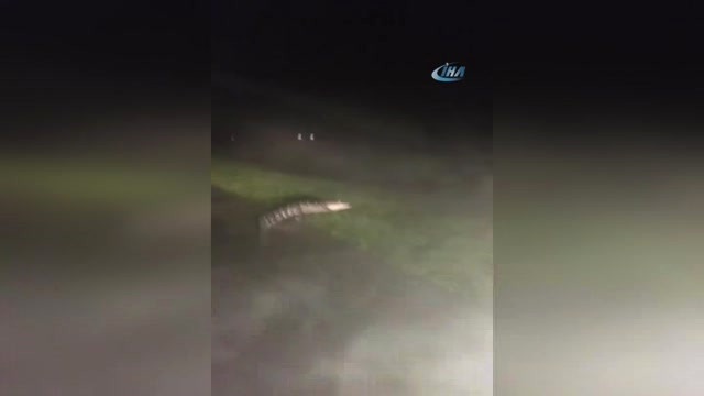 İrma Kasırgasının Vurduğu Florida'da Timsahlar Sokaklara İndi