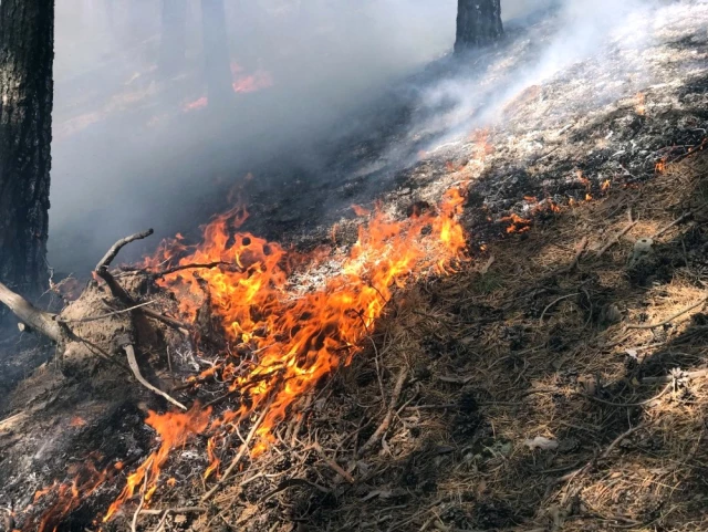 Sarıkamış Halkı, 3 Gündür Süren Orman Yangınını Söndürmek İçin Mücadele Veriyor