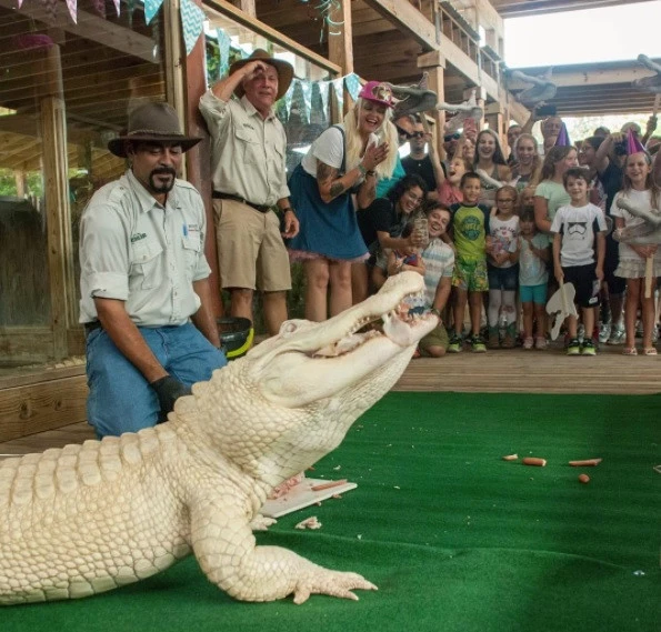 Ziyaretçiler Albino Timsahı Görebilmek İçin Akın Etti