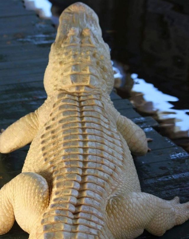 Ziyaretçiler Albino Timsahı Görebilmek İçin Akın Etti