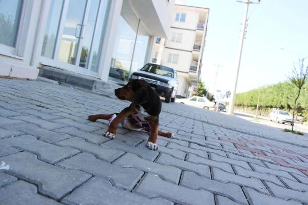 Veterinerin Yaşamaz Dediği Felçli Yavru Köpek, Hayvanseverin Yardımıyla Hayata Tutundu